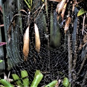 2nd Aug 2017 - sparkling Spider Web ~