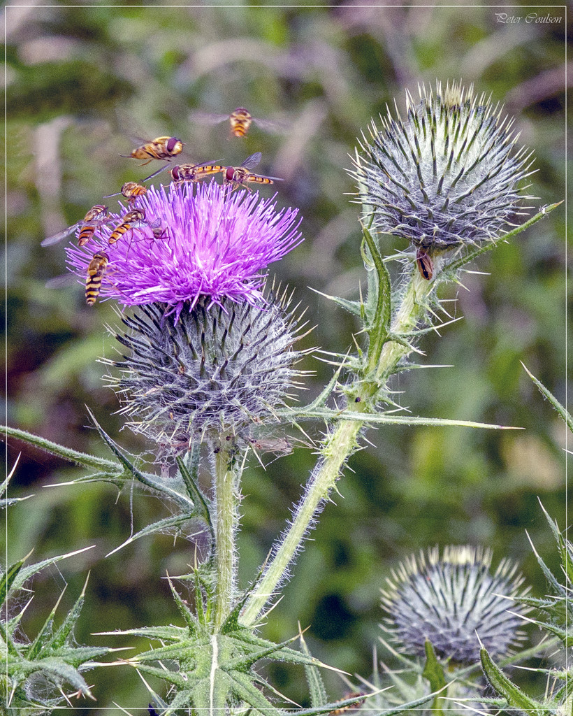 Thistle Frenzy by pcoulson