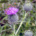 Thistle Frenzy by pcoulson
