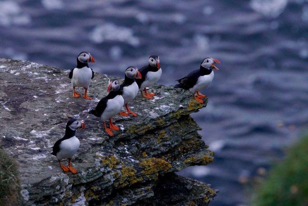 A PARLIAMENT OF PUFFINS by markp