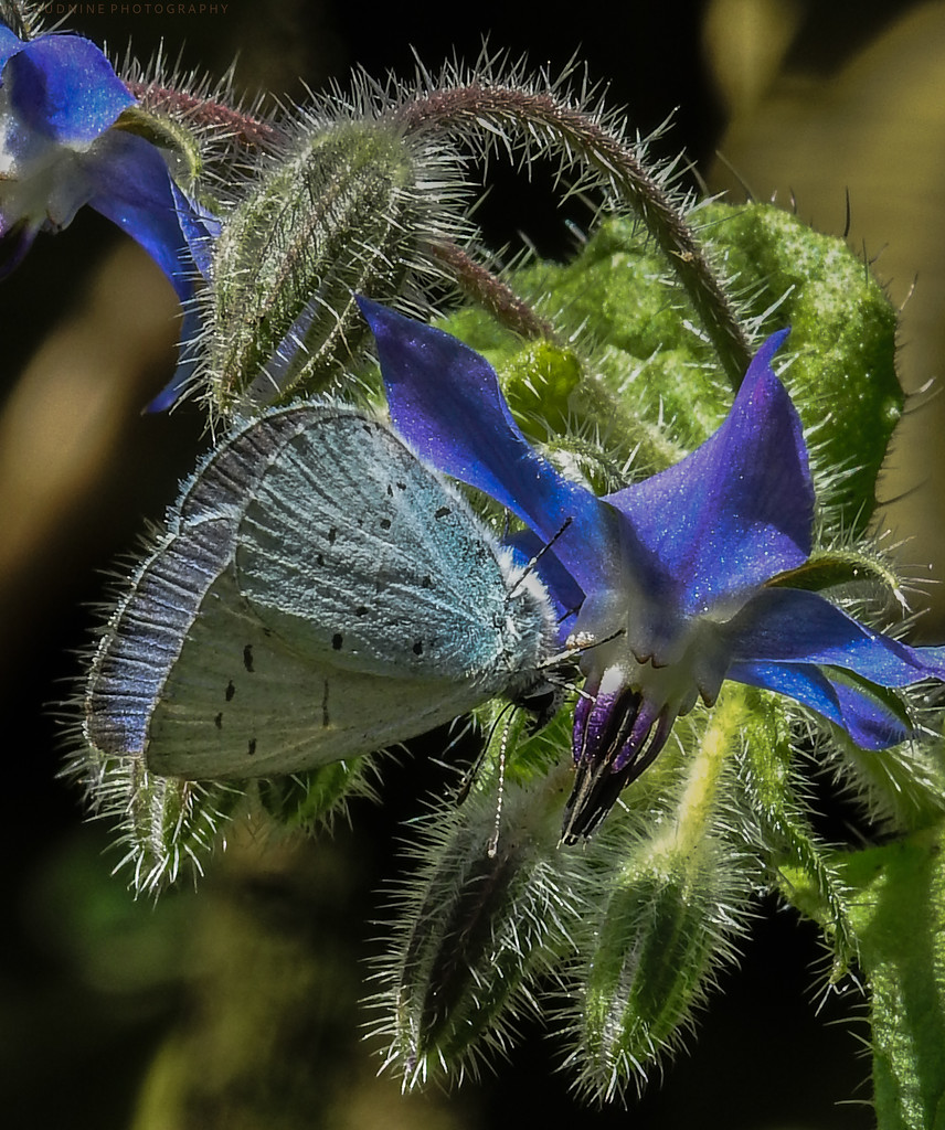 Blue flutter by inthecloud5