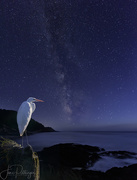 1st Aug 2017 - White Egret Watching the Milky Way
