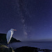 White Egret Watching the Milky Way by jgpittenger