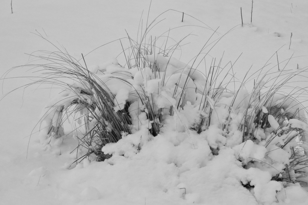 snow buried by kali66