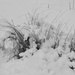 snow buried by kali66