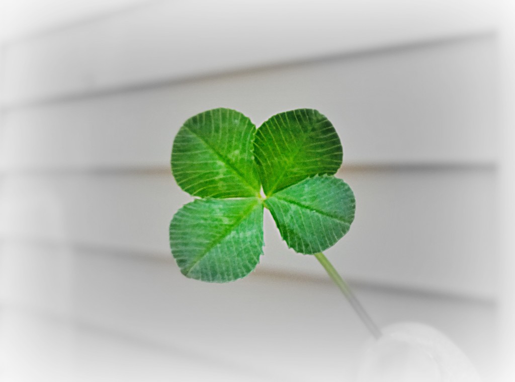 A four leaf clover for luck by dmdfday