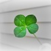 A four leaf clover for luck by dmdfday
