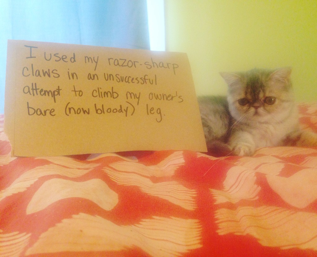 Gigi's first cat-shaming by gratitudeyear