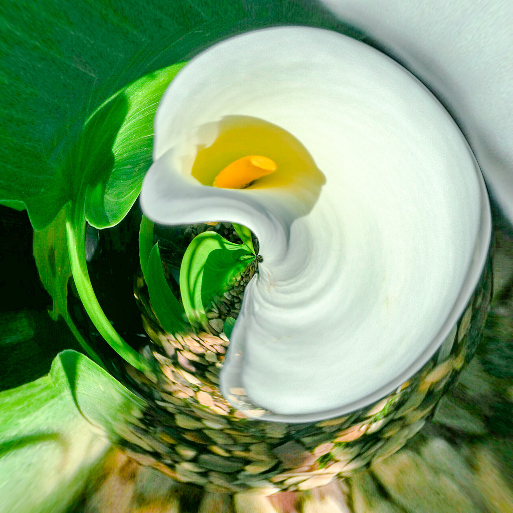 The Arum Lily for the Etsooi challenge. by ludwigsdiana