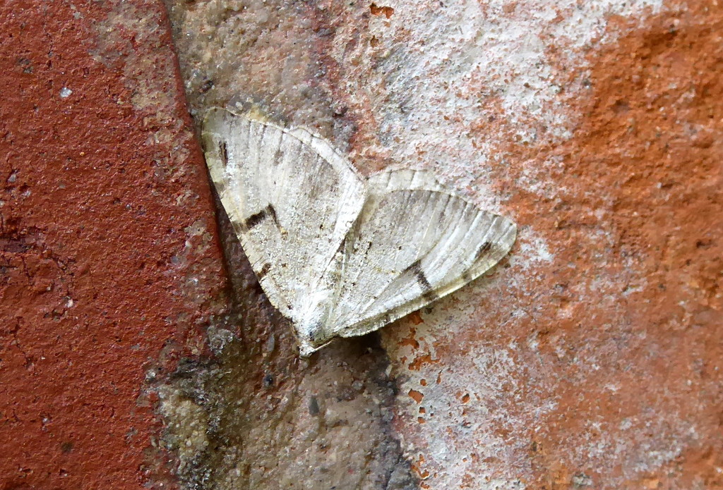 Moths of Norway 3. V-Moth by steveandkerry