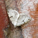 Moths of Norway 3. V-Moth by steveandkerry