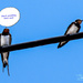 Swallows by carolmw