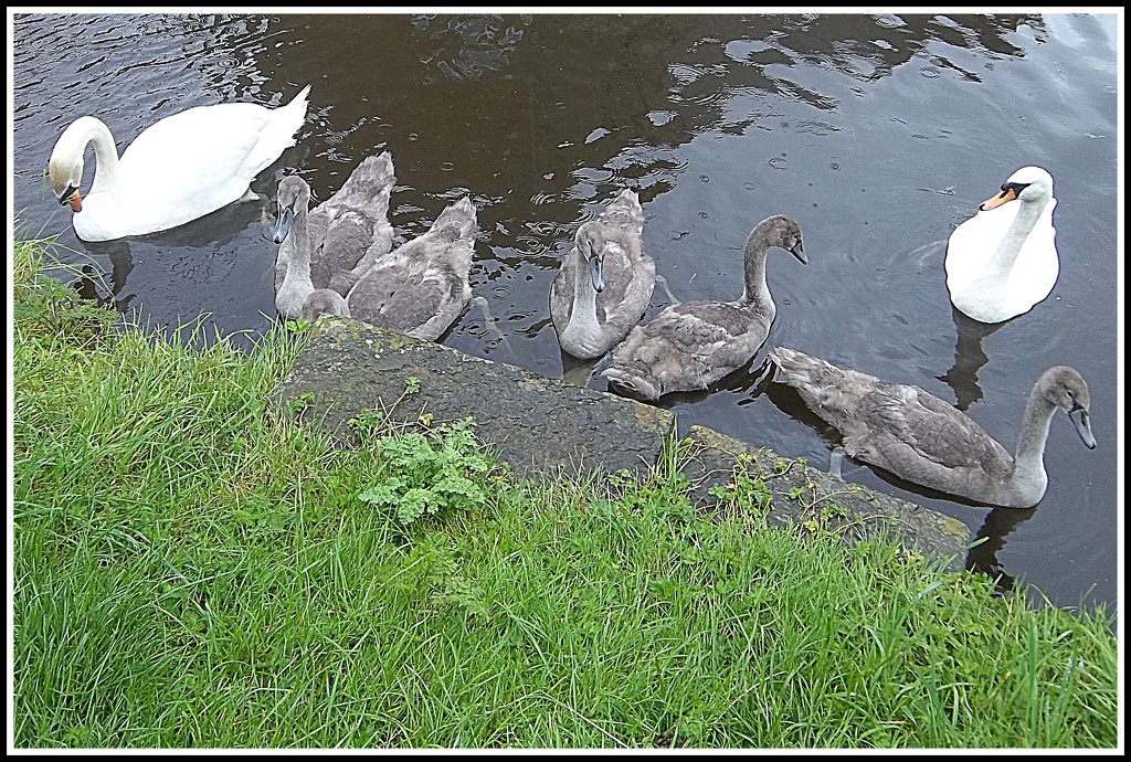 Swan Family by grace55