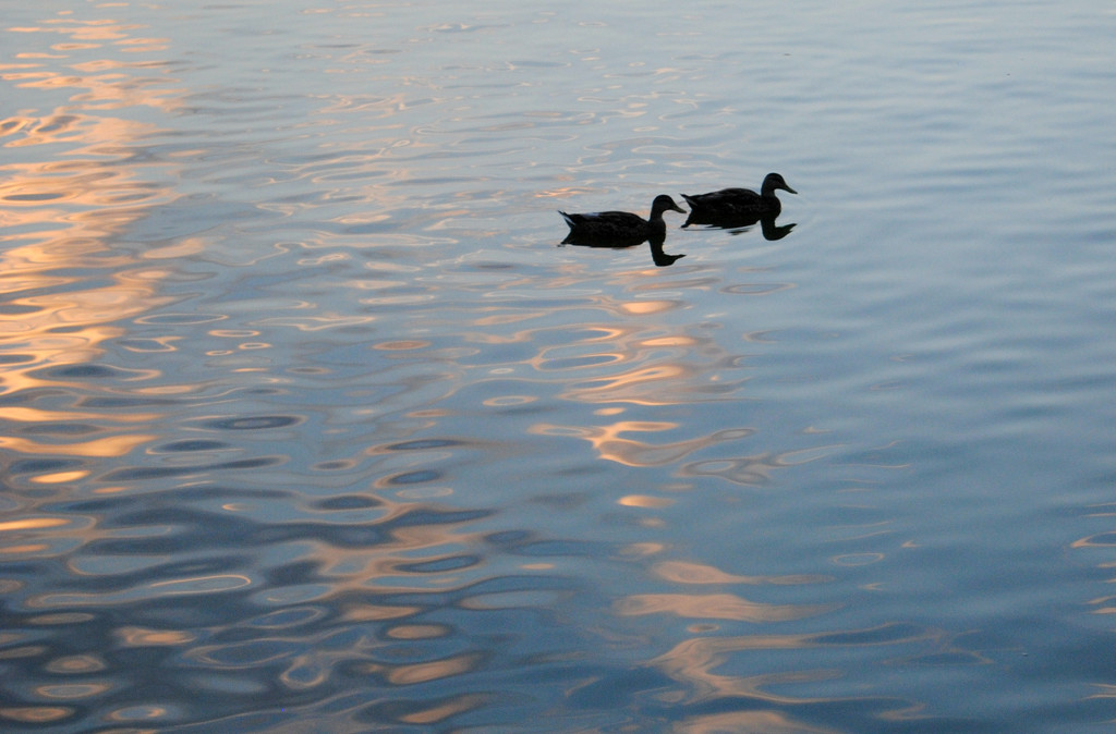 Duck Dancing at Dusk by alophoto
