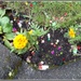 Confetti in the church garden. by grace55