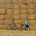 A Wall of Hay by jamibann