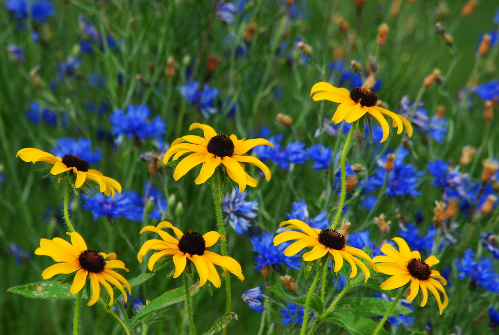 Yellow and Blue in the Green by genealogygenie
