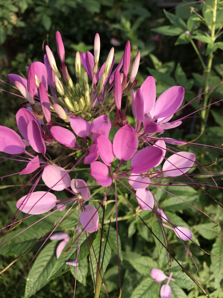 Cleome  by beckyk365