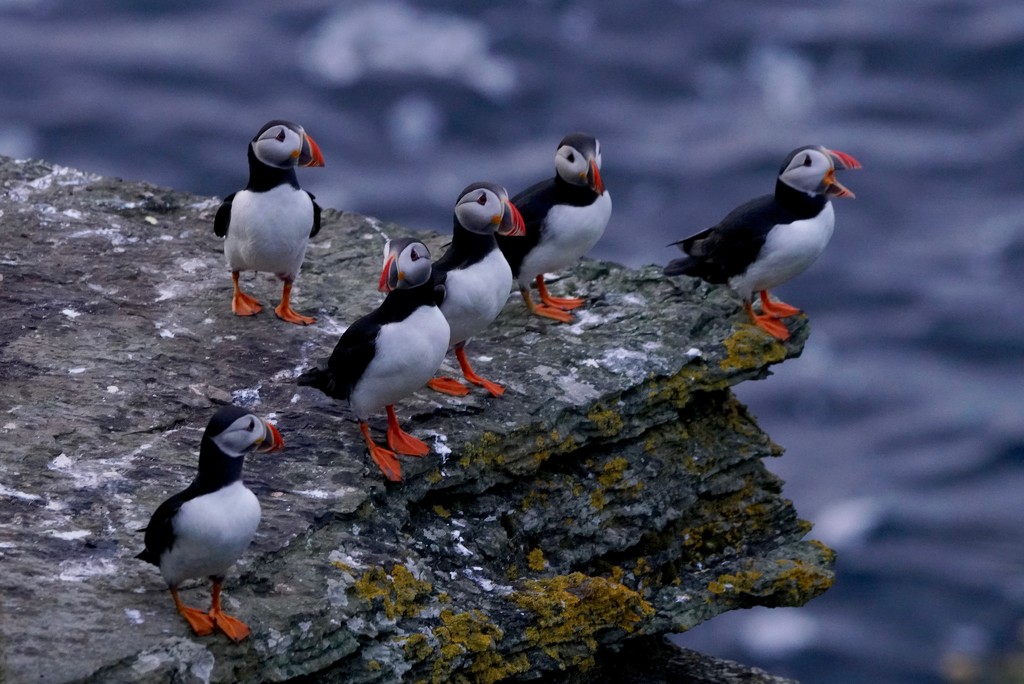 A PARLIAMENT OF PUFFINS - VERSION TWO by markp
