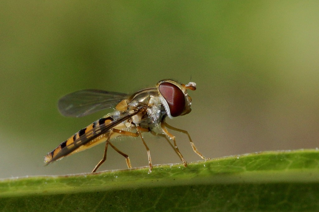 ANOTHER HOVER-FLY by markp