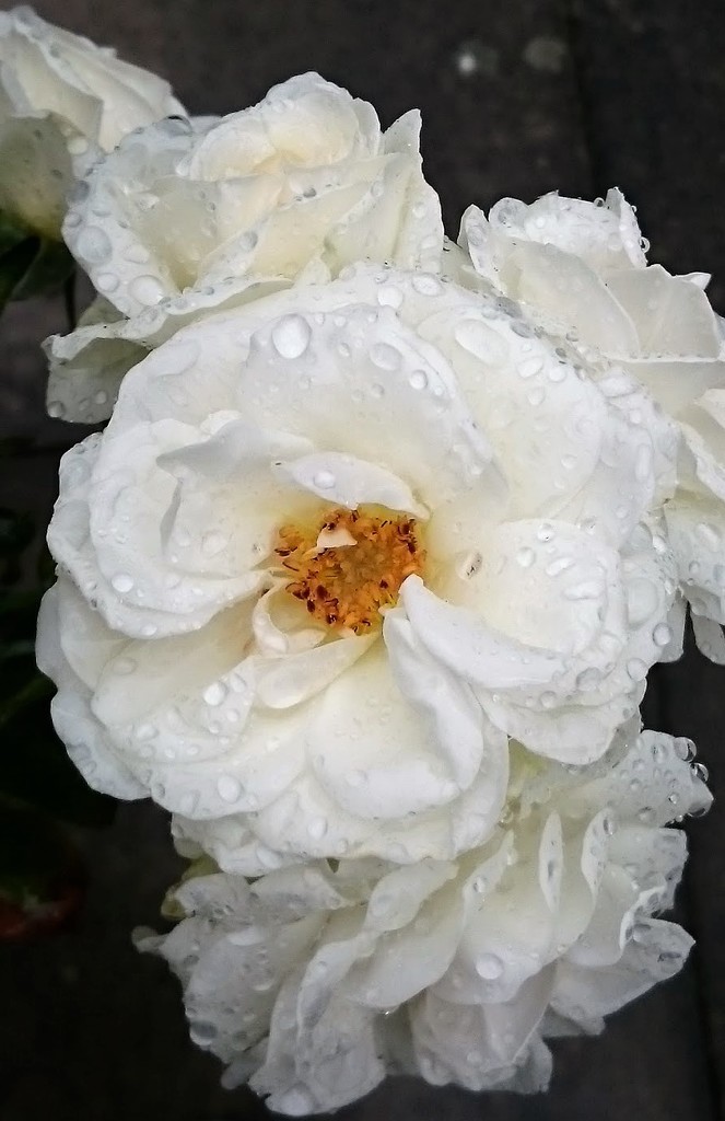Wet roses! by bigmxx