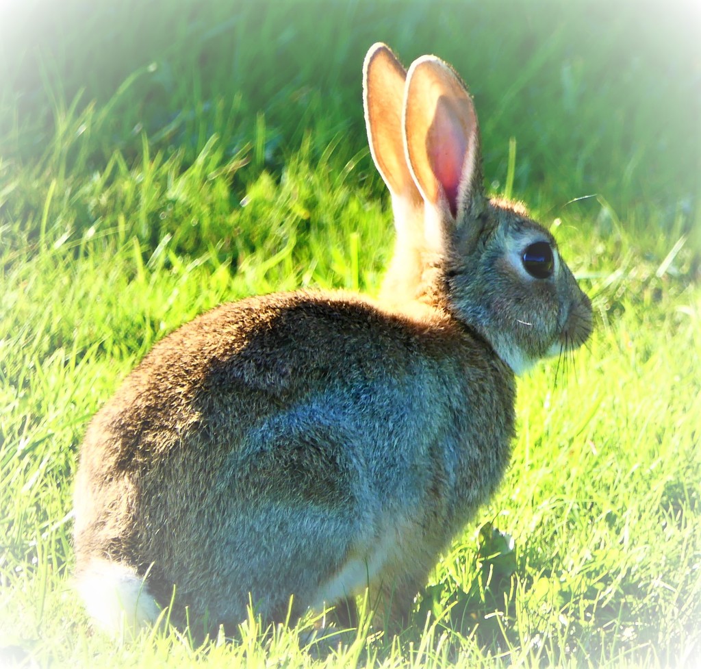 Peter Rabbit? by carole_sandford
