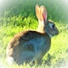 Peter Rabbit? by carole_sandford