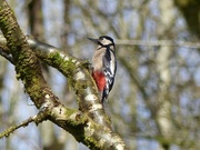 25th Jun 2017 - Greater Spotted Woodpecker