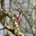 Greater Spotted Woodpecker by susiemc