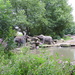 DSCN3114 elephants by marijbar