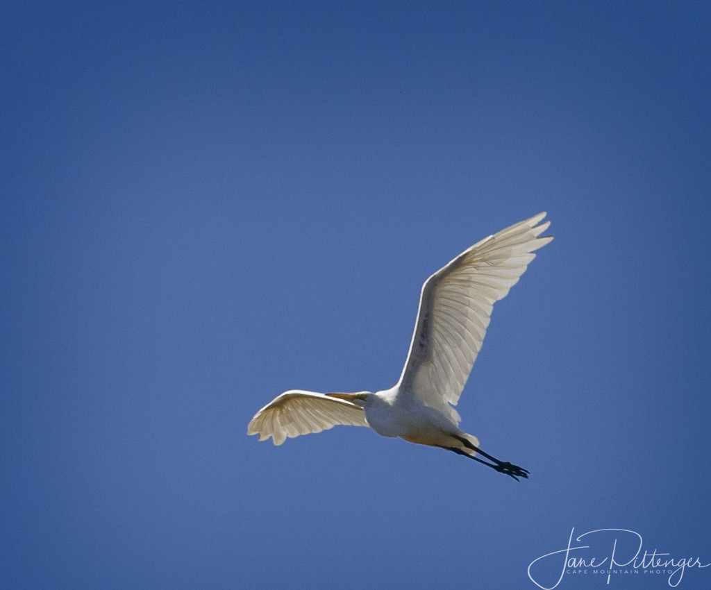 White Egret Taking Flight by jgpittenger
