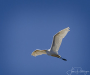 2nd Aug 2017 - White Egret Taking Flight