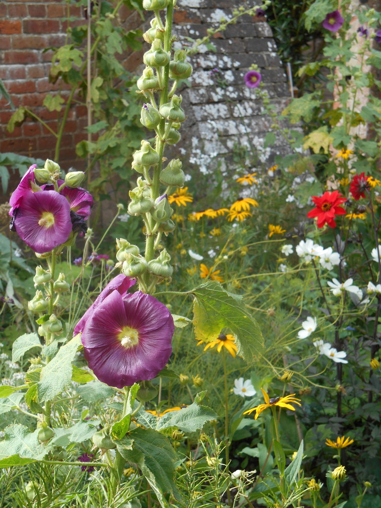 Flowers in the walled garden at Berrington Hall by snowy