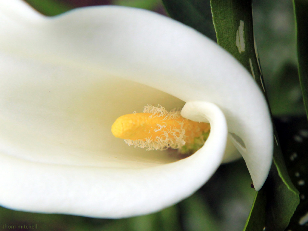 Calla lily (Zantedeschia) by rhoing