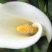 Calla lily (Zantedeschia) by rhoing
