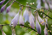 25th Jul 2017 - Hosta flowers in the rain