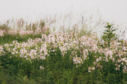 26th Jul 2017 - lakeside weeds