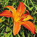One Orange Day Lily by yogiw