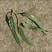 Eucalyptus Leaves by judithdeacon