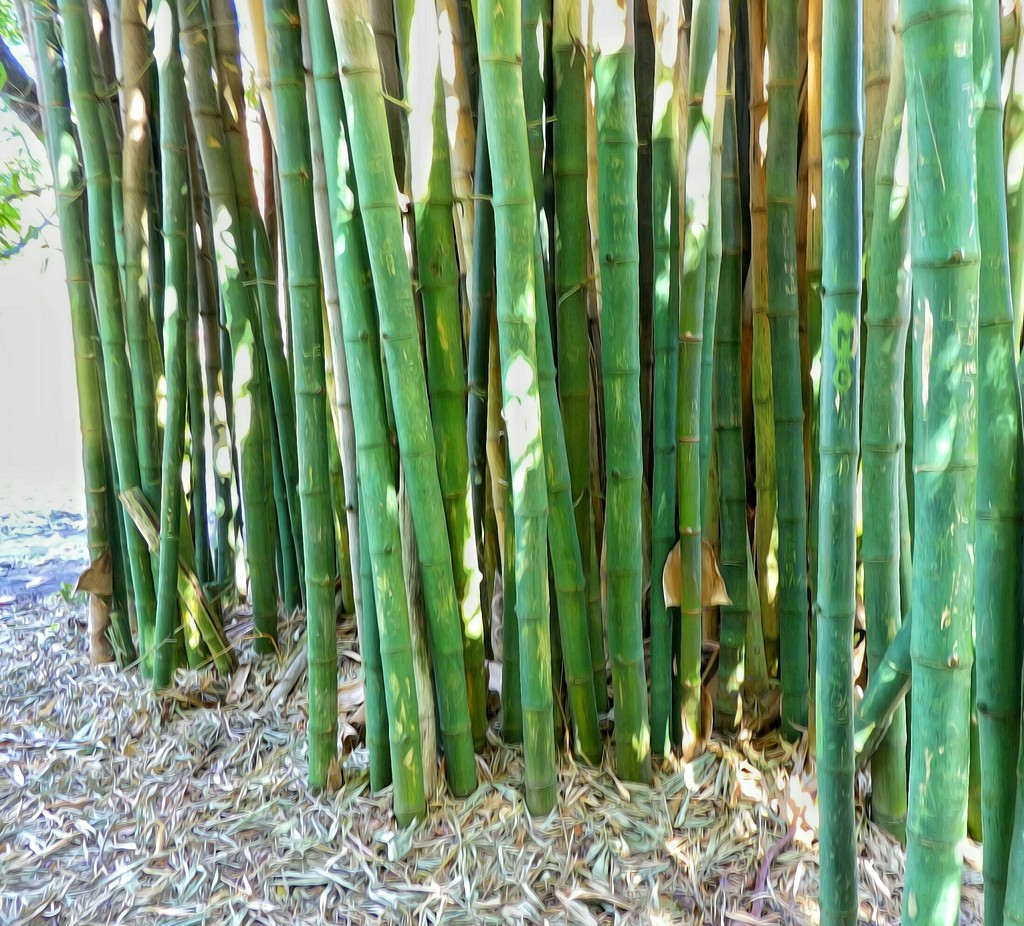 Bamboo growing alongside a river. by ludwigsdiana