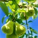 Promise of Pears by gardenfolk