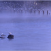 Steamed seagulls by dide