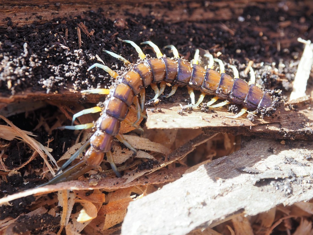 Not really a critter I like ,found while gathering wood , fortunately not a very big centipede   by Dawn