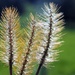A type of grass , but liked the natural back lighting by Dawn