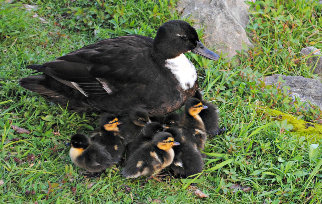 A Proud Mama Duck and her Brood by alophoto