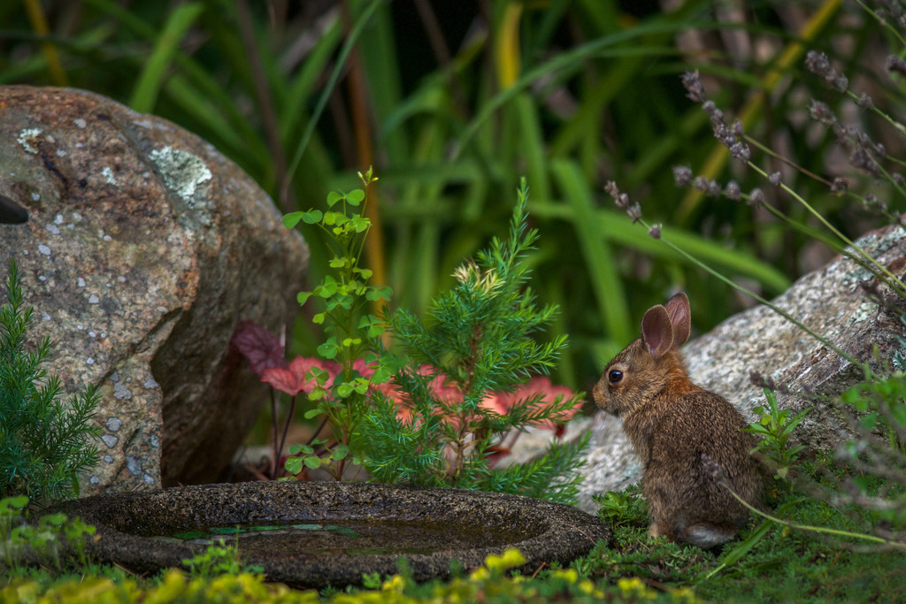 Baby Cottontail by berelaxed