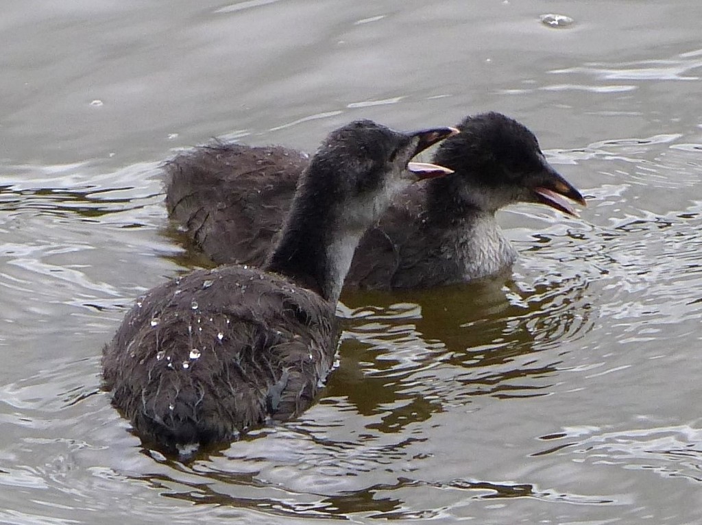  Baby Coots Squabbling by susiemc