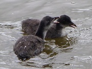 3rd Aug 2017 -  Baby Coots Squabbling