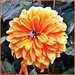 Orange Dahlia and Friend by ladymagpie