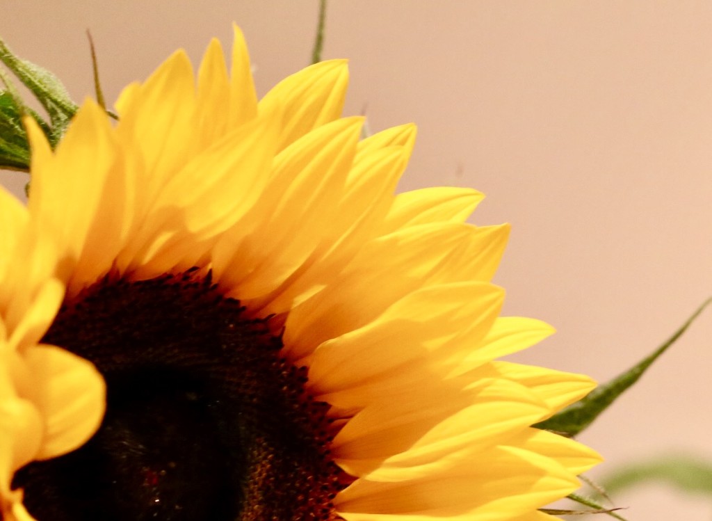 Sunflower  by phil_sandford
